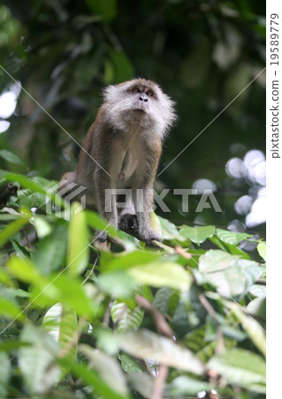 Monkey 19589779