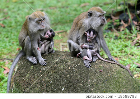 Monkey Monkey 19589788