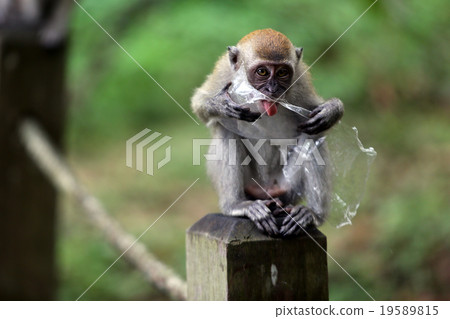 Monkey Monkey 19589815
