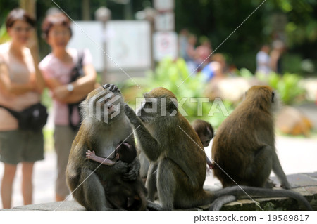 Monkey Monkey 19589817