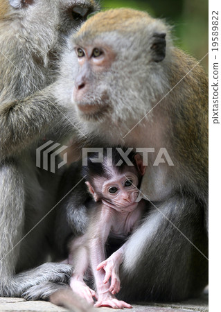 Monkey Monkey 19589822