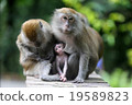 Monkey 19589823