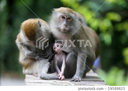 Monkey Monkey 19589823