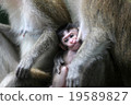 Monkey 19589827