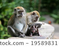 Monkey 19589831