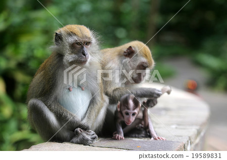 Monkey Monkey 19589831