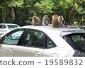 Monkey 19589832