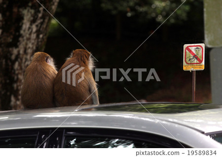Monkey Monkey 19589834