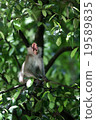 Monkey 19589835