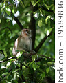 Monkey 19589836