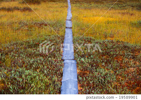 Wooden path on swamp Wooden path on swamp 19589901