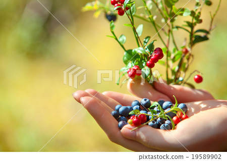 Blueberry and lingonberry Blueberry and lingonberry 19589902