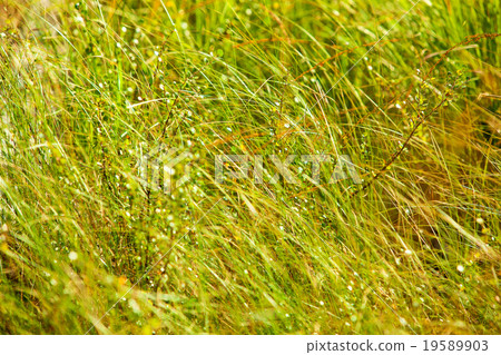 Wild grass Wild grass 19589903