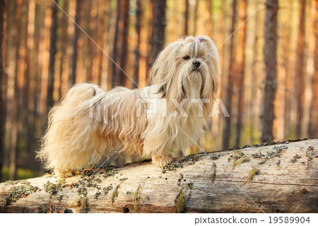 Shih-tzu dog Shih-tzu dog 19589904