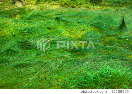 Wild grass Wild grass 19589905
