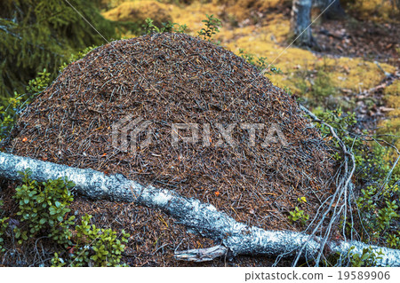 Big anthill Big anthill 19589906
