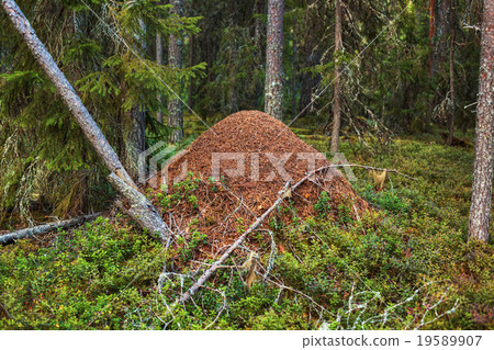 Big anthill Big anthill 19589907