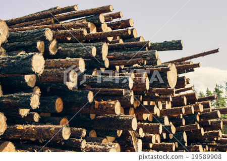 Logs store Logs store 19589908