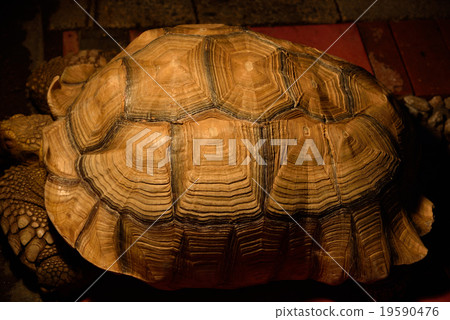 龜殼 龜殼 19590476