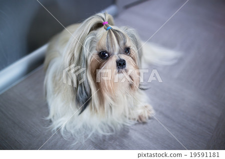 Shih tzu dog Shih tzu dog 19591181