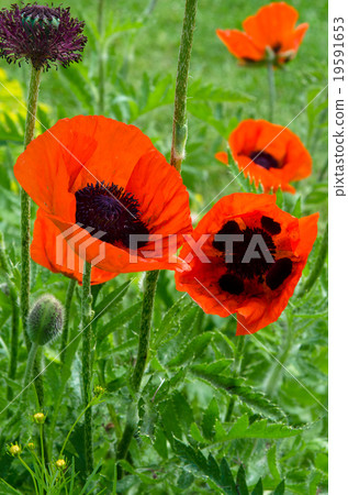 東方罌粟 19591653