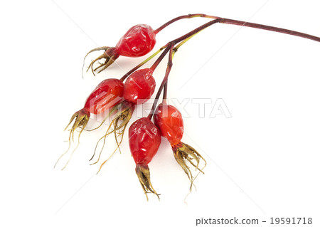 Dried rose hips Dried rose hips 19591718