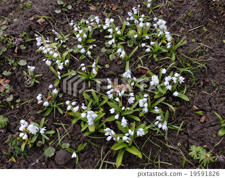 Puschkinia hyacinthoides, family Hyacinth 19591826