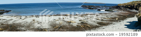 Elephant Seals on a Beach 19592189