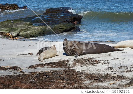 Male Elephant Seal 19592191