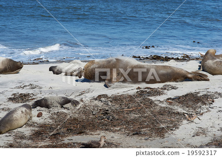 Beachmaster 19592317