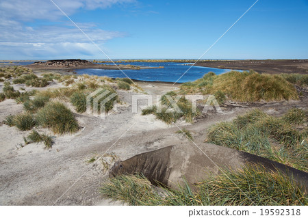 Elephant Seal 19592318