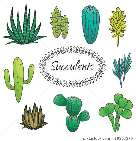 Succulents plant vector set.  19592579