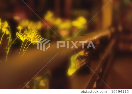 Saga Chrysanthemum at night 19594115