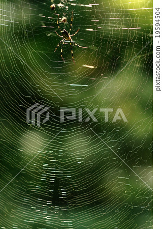 Living thing spider Joro spider, big nest shining brightly with sunlight. Fine weft is conspicuous Living thing spider Joro spider, big nest shining brightly with sunlight. Fine weft is conspicuous 19594504