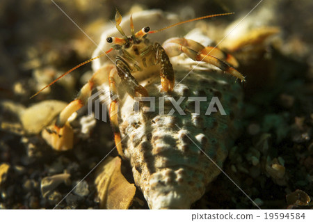 寄居蟹 寄居蟹 19594584
