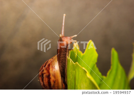 Snail on green Leaf Snail on green Leaf 19594937