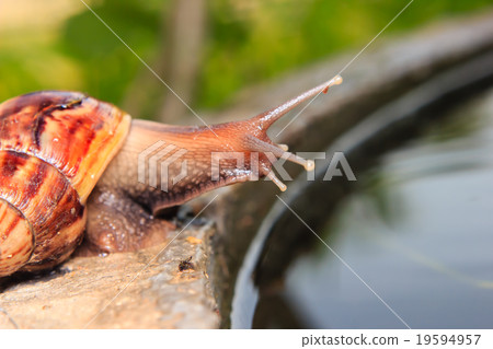 Close up of a snail 19594957