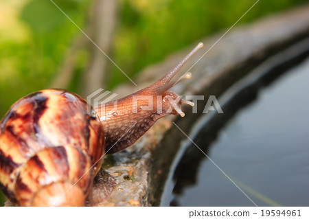 Close up of a snail 19594961