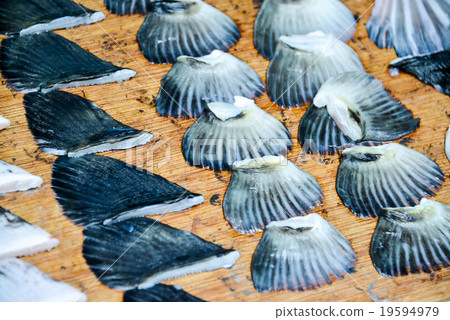 Puffer fins Puffer fins 19594979