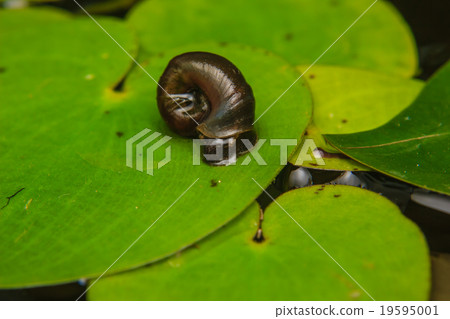 Close up of small snail on lotus leaf 19595001
