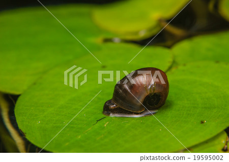 Close up of small snail on lotus leaf 19595002