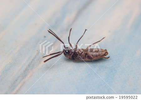 close up insect dead 19595022
