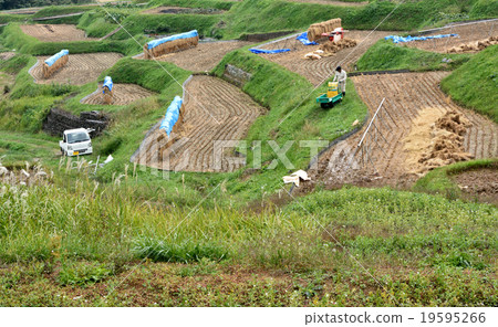 Rice terrace fall Rice terrace fall 19595266