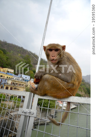 A rhesus monkey in the Indian sacred place 19595360