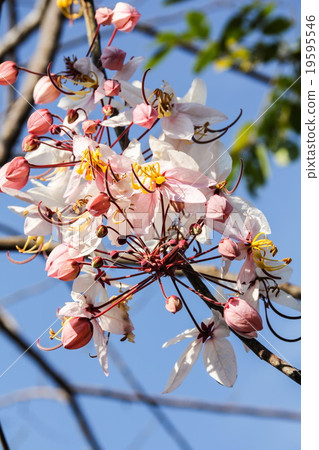 Java Cassia, Pink Shower, Apple Blossom Tree Java Cassia, Pink Shower, Apple Blossom Tree 19595546
