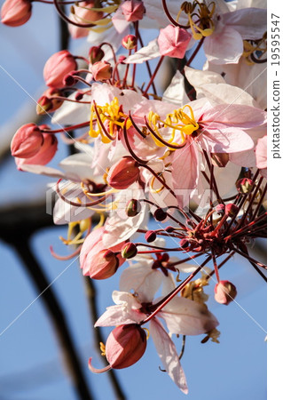 Java Cassia, Pink Shower, Apple Blossom Tree Java Cassia, Pink Shower, Apple Blossom Tree 19595547