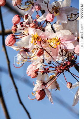 Java Cassia, Pink Shower, Apple Blossom Tree Java Cassia, Pink Shower, Apple Blossom Tree 19595548