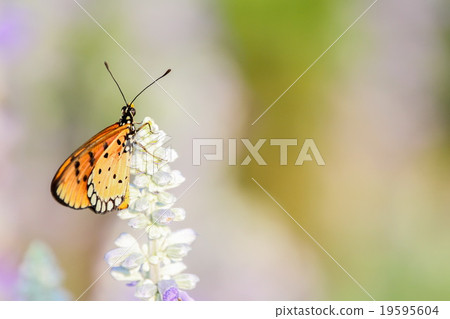 Plain Tiger Butterfly 19595604