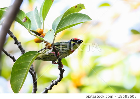 Coppersmith Barbet, Bird Coppersmith Barbet, Bird 19595605