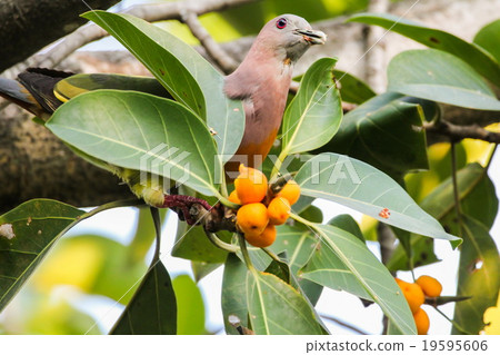 Pink-necked Pigeon, Bird Pink-necked Pigeon, Bird 19595606